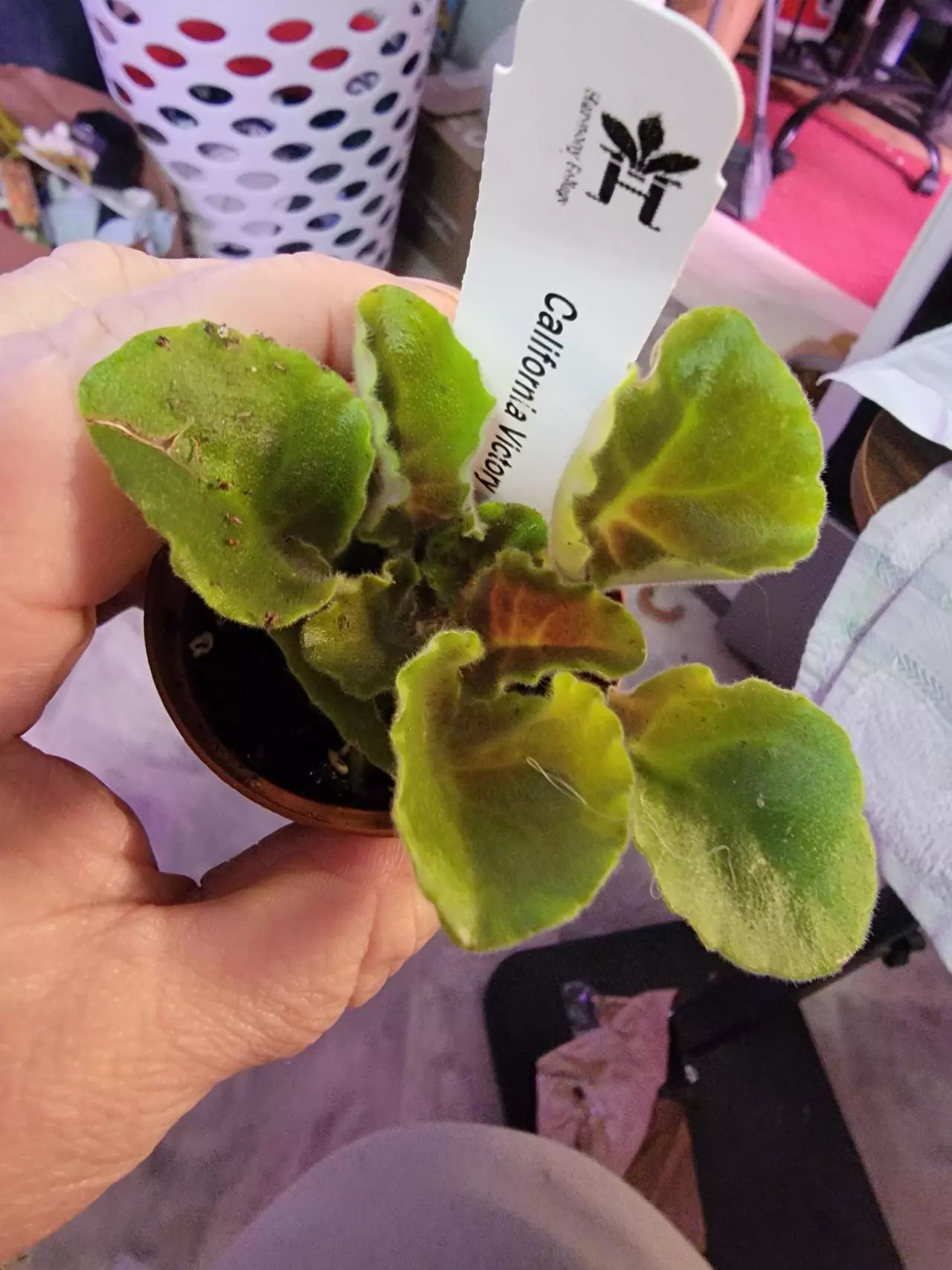 plant/Mini African Violet California Victory-0