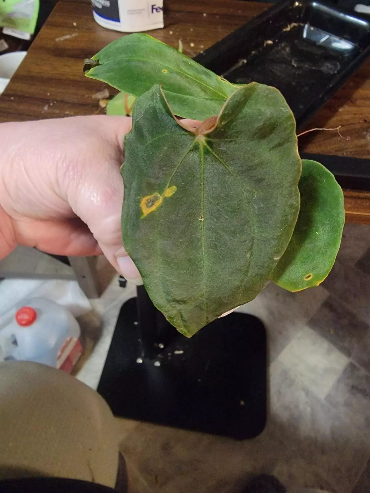 plant/Anthurium Magnificent Girl
(Anth. magnificum x Anth. besseae aff)X Luxurians-0