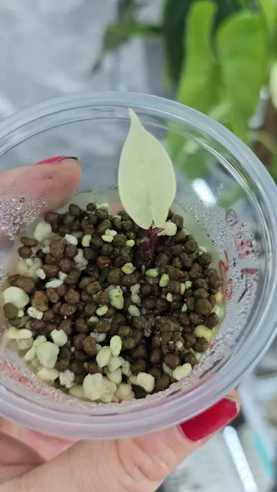 plant/Alocasia Black Stem Albo pup - high variegation-0-thumbnail