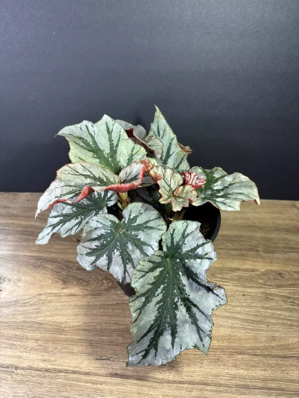 plant/Begonia Looking Glass 6”  2086-0
