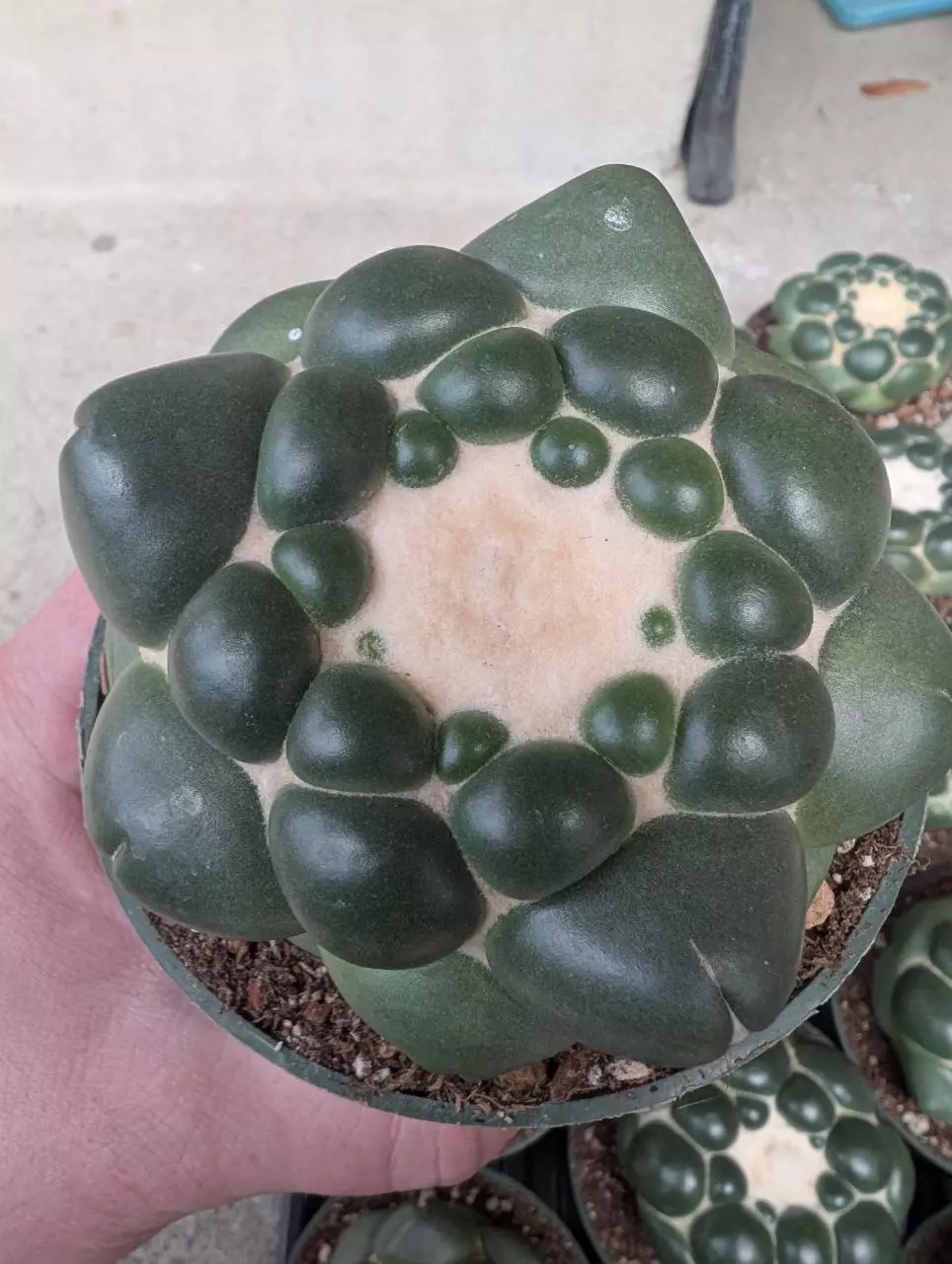 plant/G0. Cory inermis, seed grown with a tap root. Growers choice. 4" pots-0