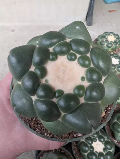 plant/G0. Cory inermis, seed grown with a tap root. Growers choice. 4" pots-0-thumbnail