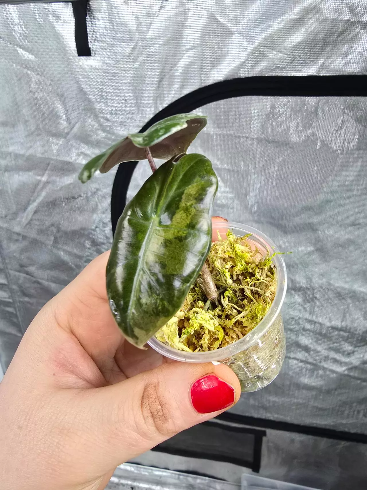 plant/Alocasia Pink Pseudosanderiana pup-0