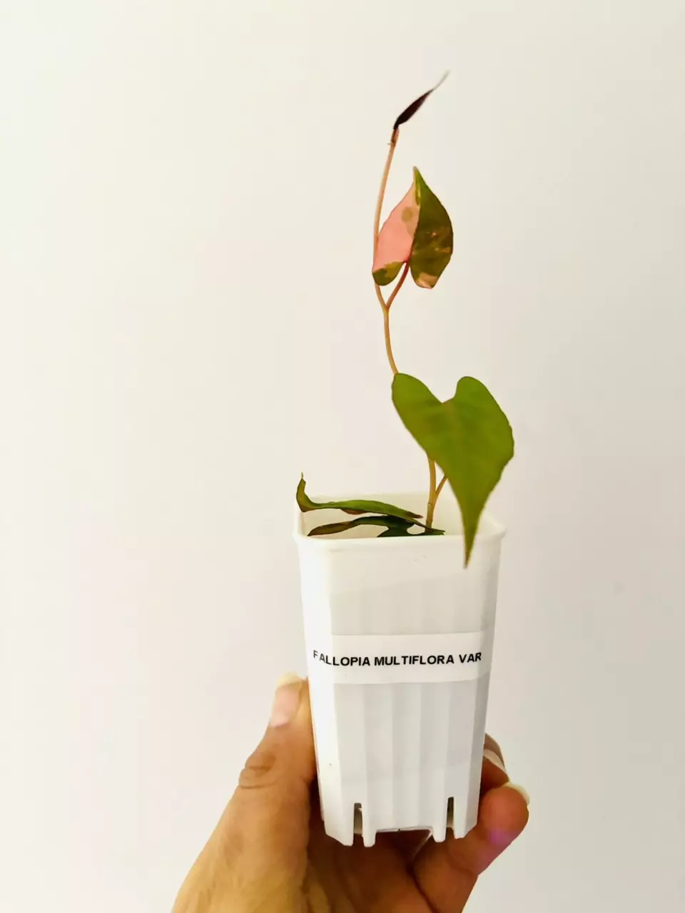 plant/Fallopia multiflora variegata plant.-2