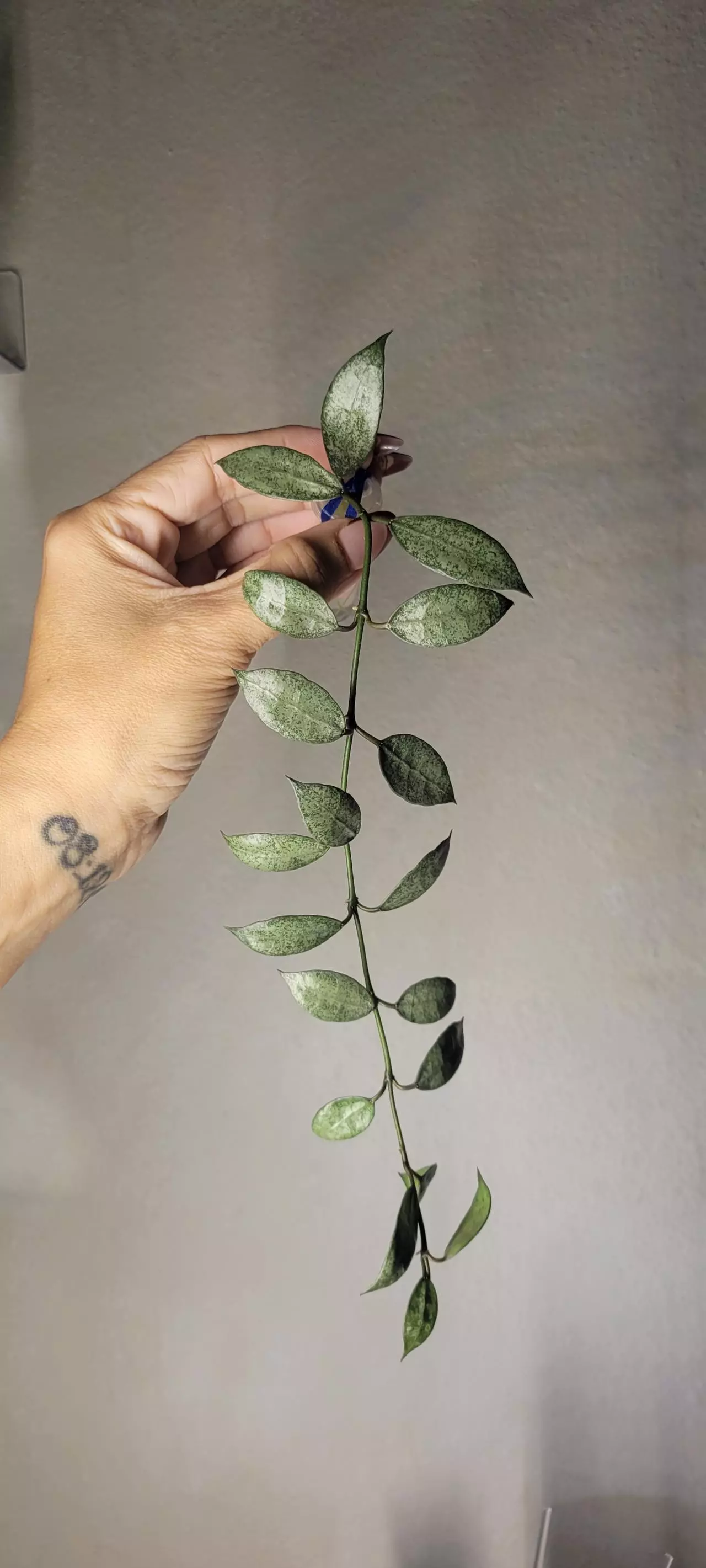 plant/Hoya Lacunosa 'White Pearl' *Rooted-0