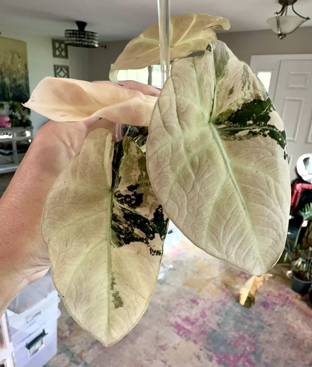 plant/PINK Black Velvet Alocasia-0