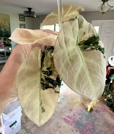 plant/PINK Black Velvet Alocasia-0-thumbnail