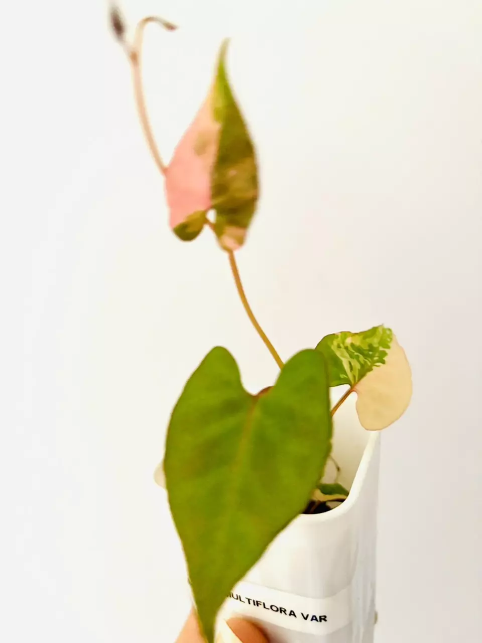 plant/Fallopia multiflora variegata plant.-0