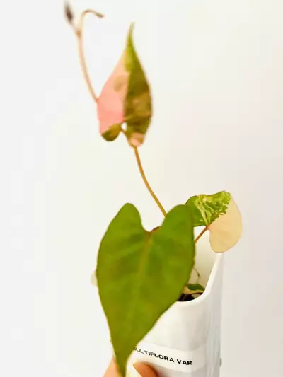 plant/Fallopia multiflora variegata plant.-0-thumbnail