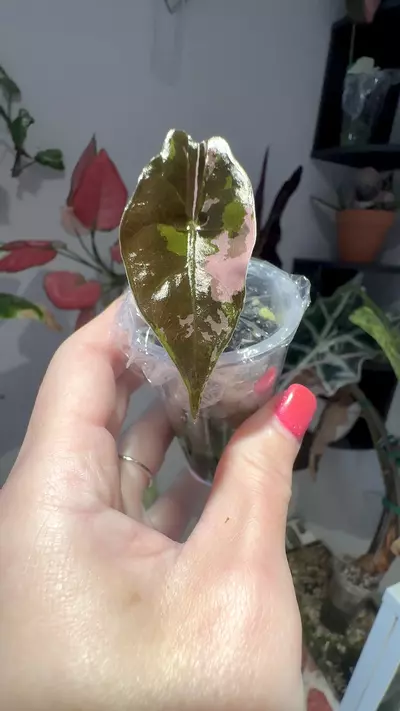 plant/PINK Chantrieri-1-thumbnail