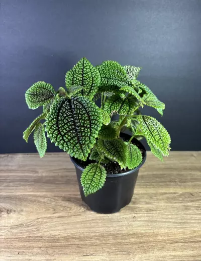 plant/Pilea Mollis ‘Moon Valley” 6” 1625-0-thumbnail