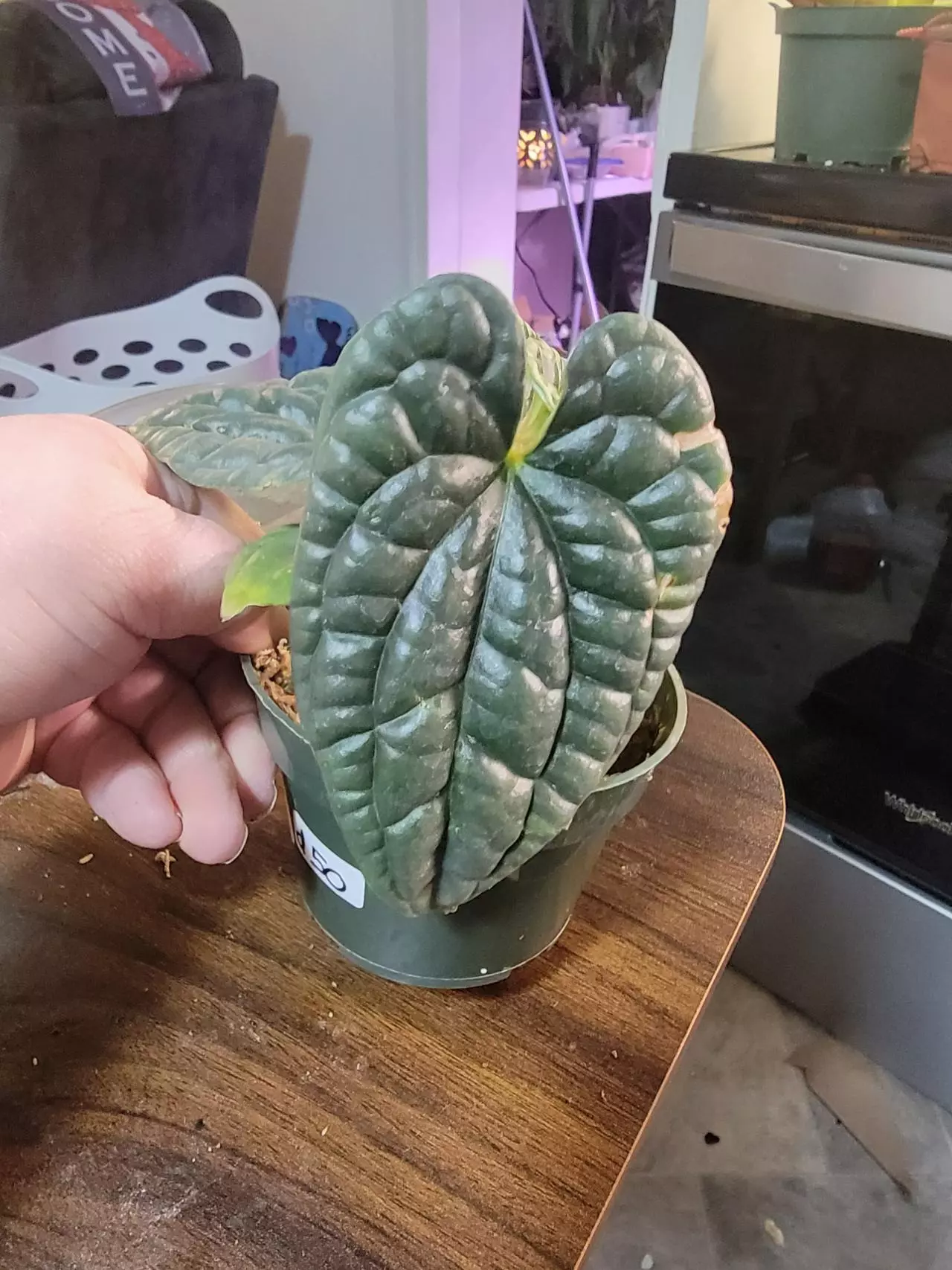 plant/Anthurium Luxurians-1