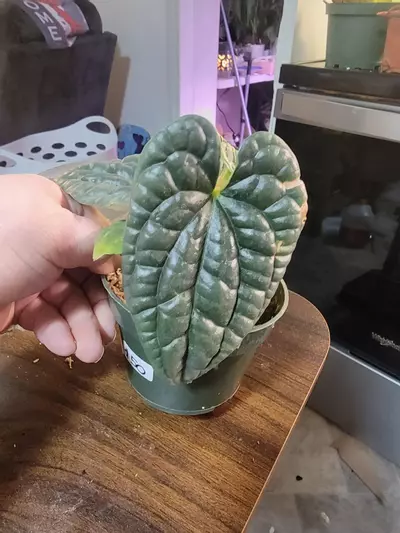 plant/Anthurium Luxurians-1-thumbnail