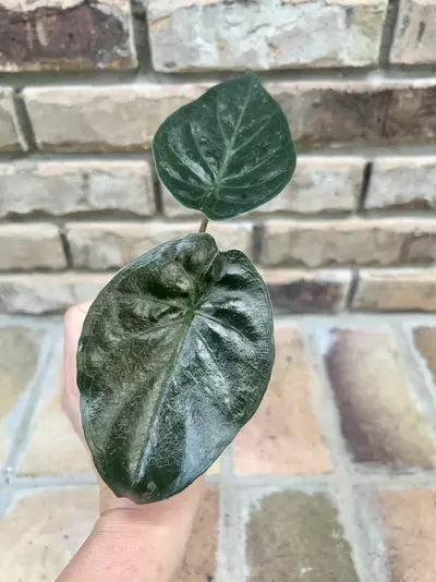 plant/Alocasia Wentii Pink/Silver Splash-0-thumbnail