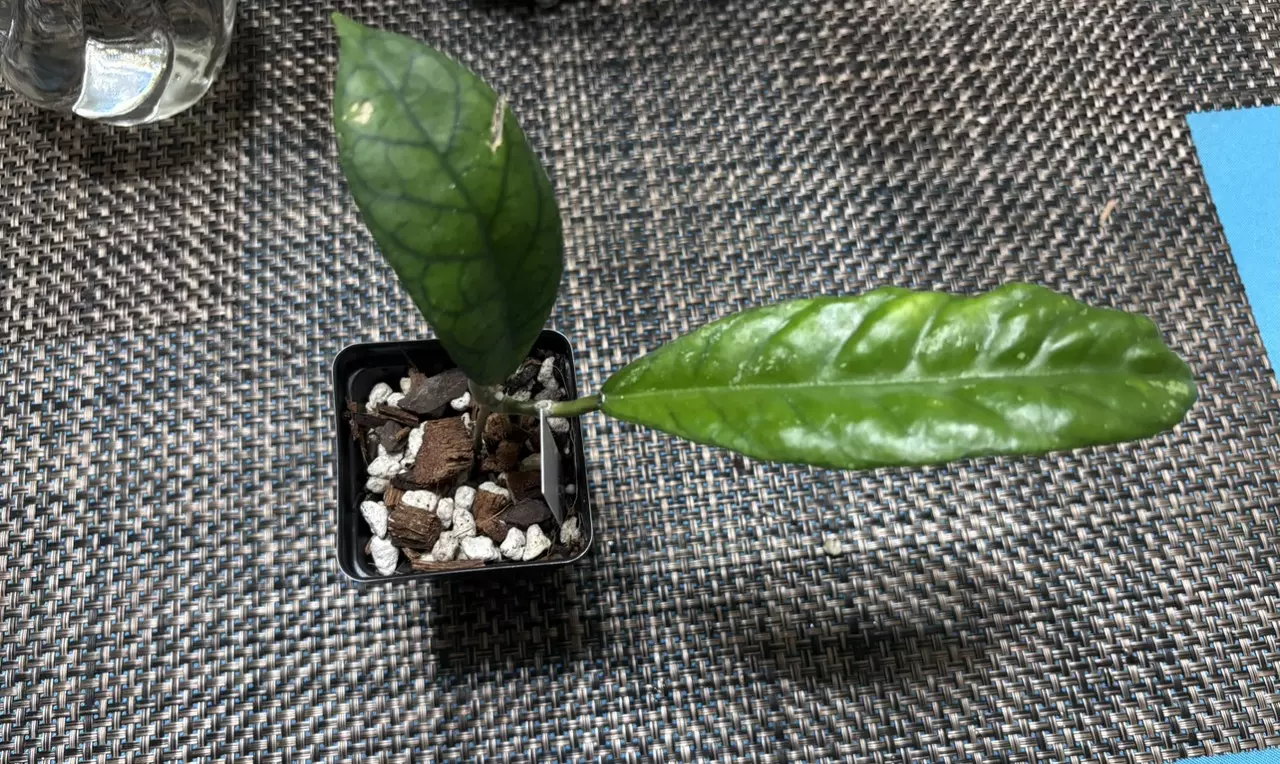 plant/Hoya Alyona (Minor Cosmetic Damage)-1