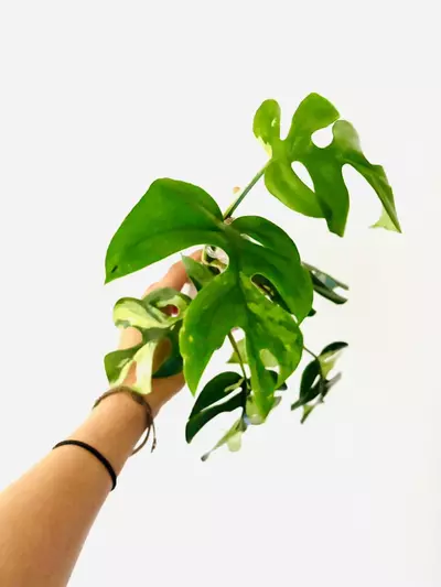 plant/Rhaphidophora tetrasperma variegata-4-thumbnail