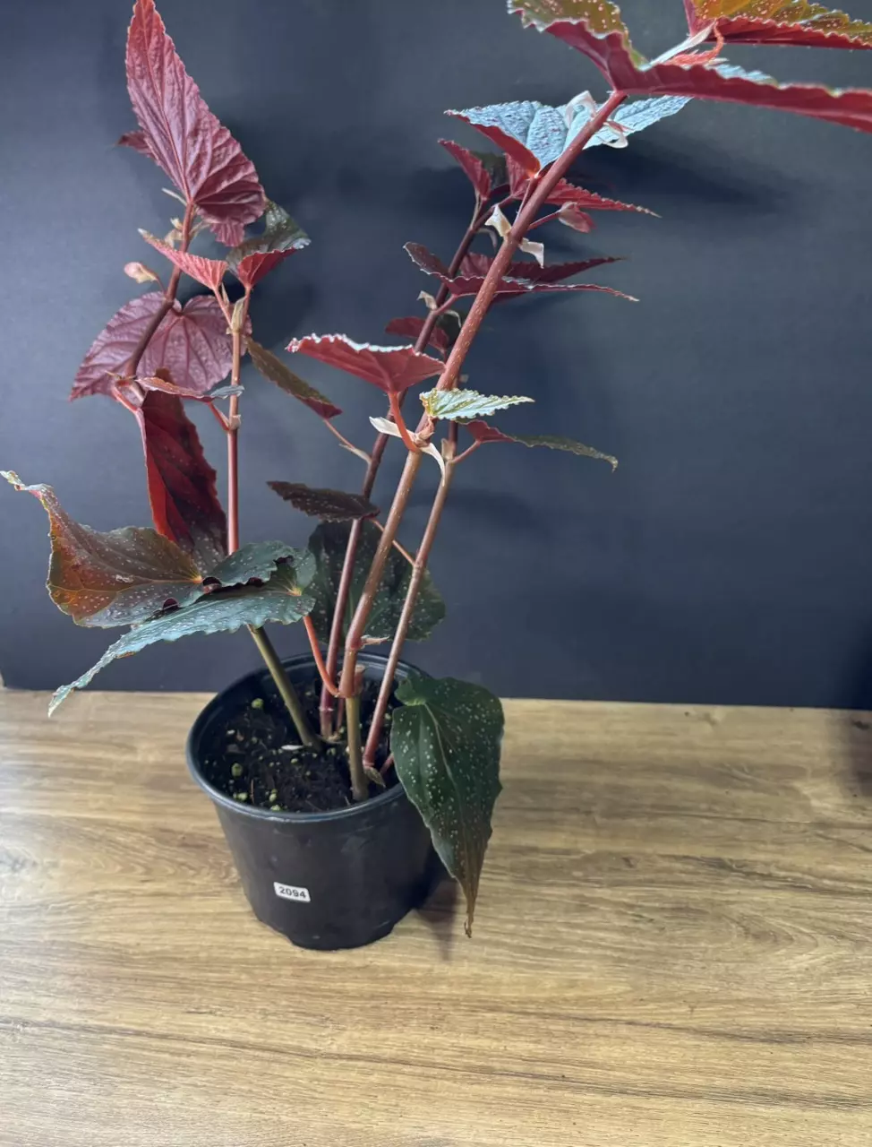 plant/Begonia Pink Spot 6” 2094-1