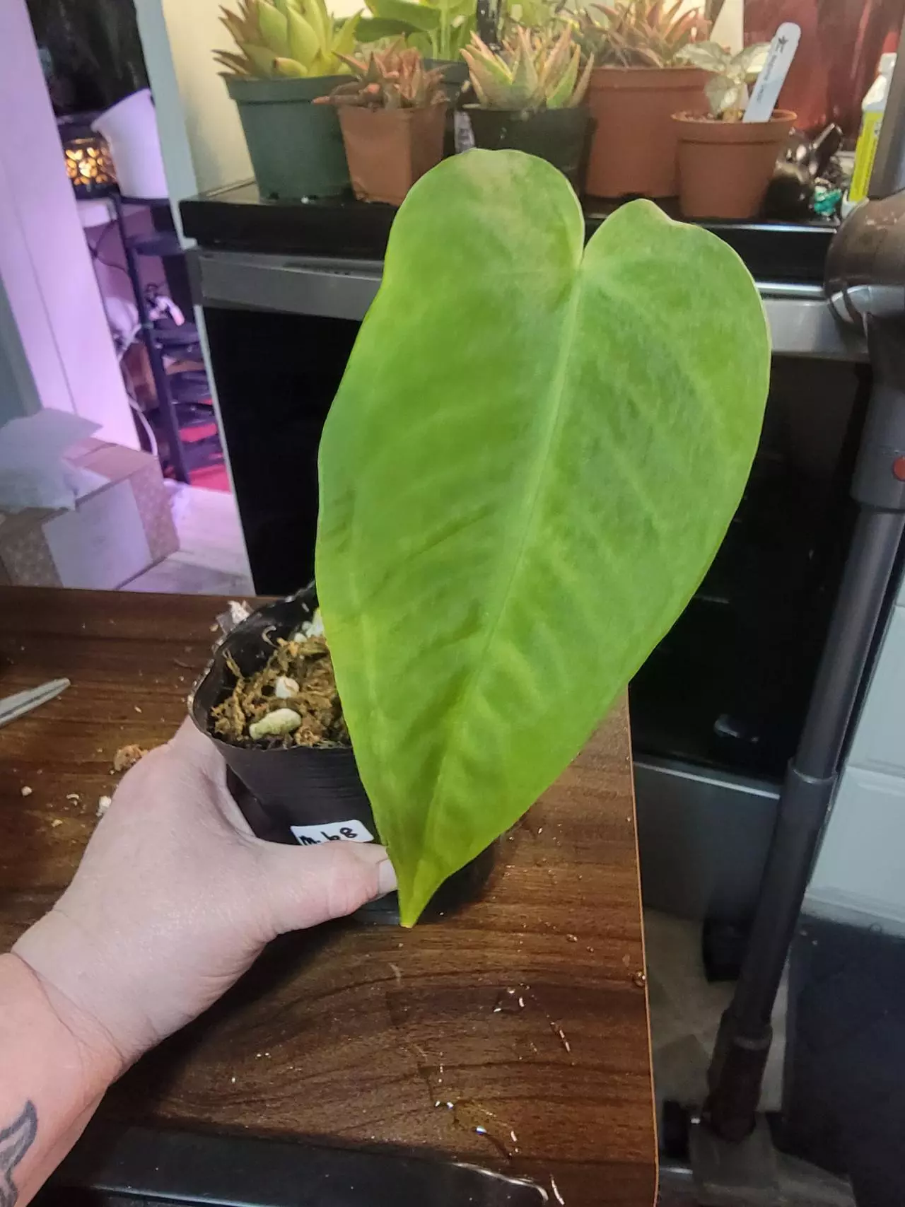 plant/Anthurium Noid-0