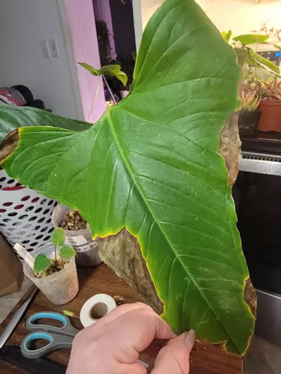 plant/Anthurium Noid-1-thumbnail