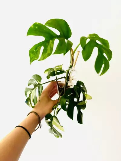 plant/Rhaphidophora tetrasperma variegata-3-thumbnail