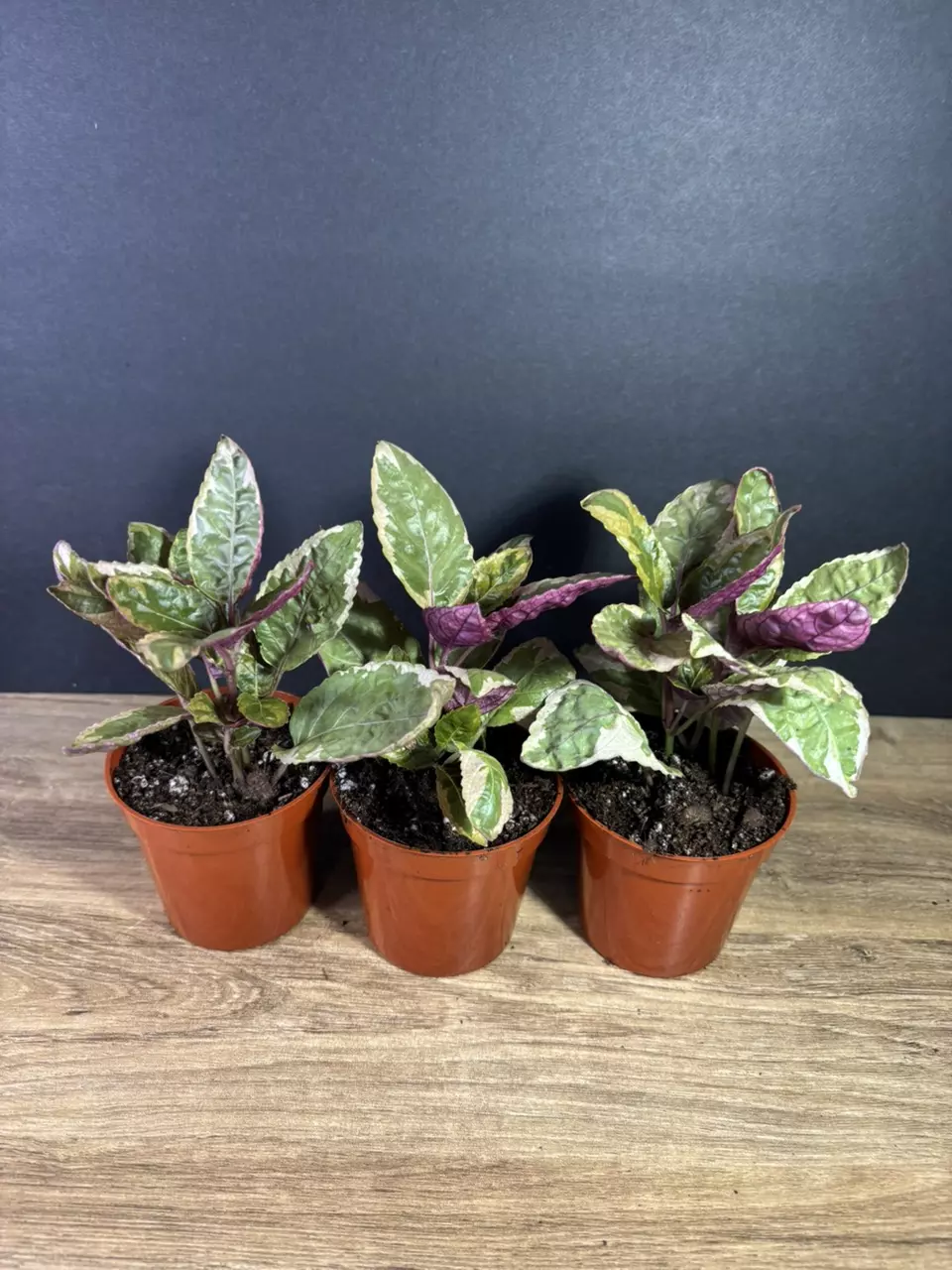 plant/Snow White Purple Waffle Plant 3”  - grower’s choice-2