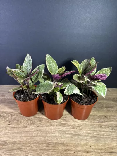 plant/Snow White Purple Waffle Plant 3”  - grower’s choice-2-thumbnail
