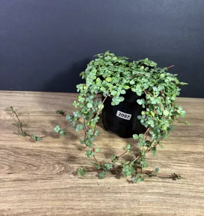 plant/Pilea Baby Tears Silver 4” 2097-0-thumbnail