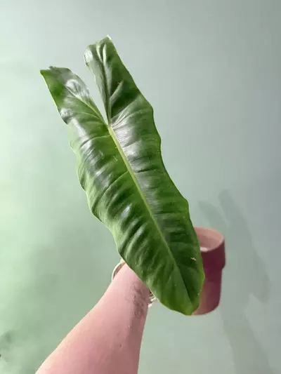 plant/reverted parisio verde-0-thumbnail