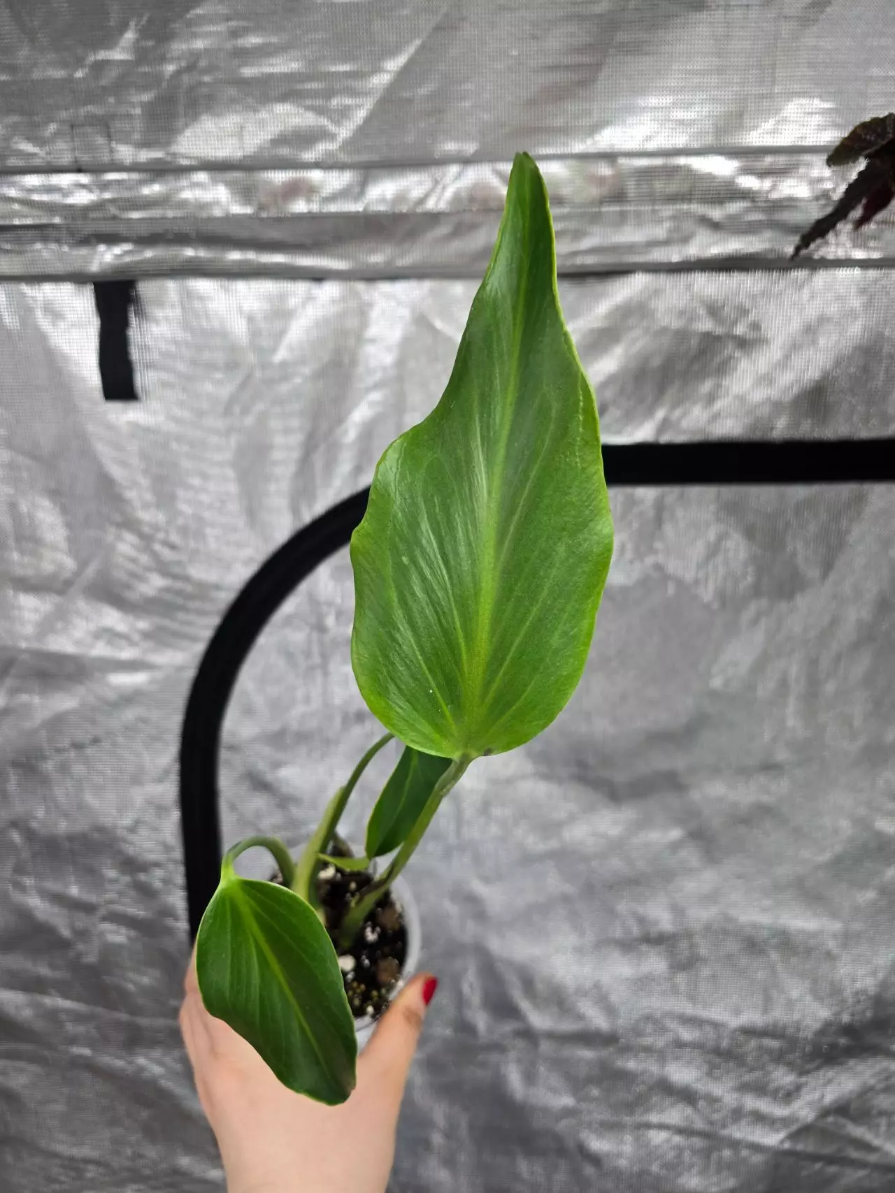 plant/Monstera Burle Marxe Flame-0