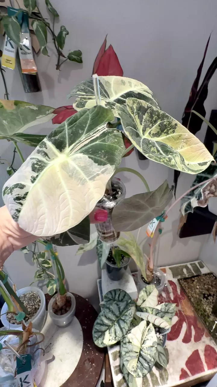 plant/PINK Black Velvet-1