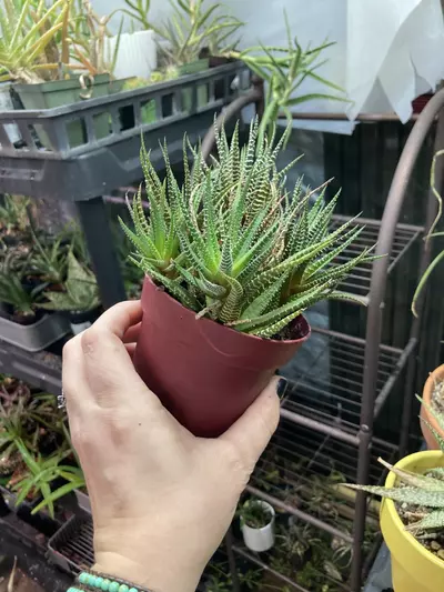 plant/Haworthiopsis attenuata 4” pot zebra haworthia-2-thumbnail
