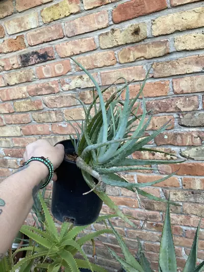 plant/Aloe ‘Blue Elf’ 1 Gallon-1-thumbnail
