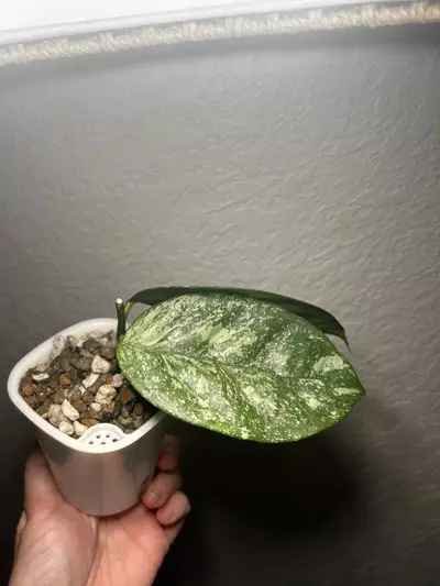 plant/Hoya Coriacea Silver-2-thumbnail