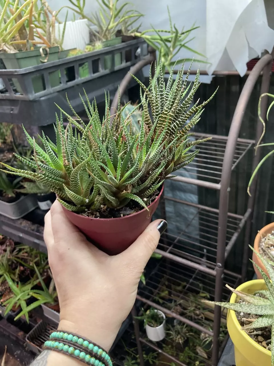 plant/Haworthiopsis attenuata 4” pot zebra haworthia-3