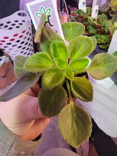 plant/Mini African Violet Morgan's Muskaan-0-thumbnail