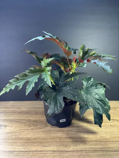 plant/Begonia Sophie Cecile 6”  2092-0-thumbnail