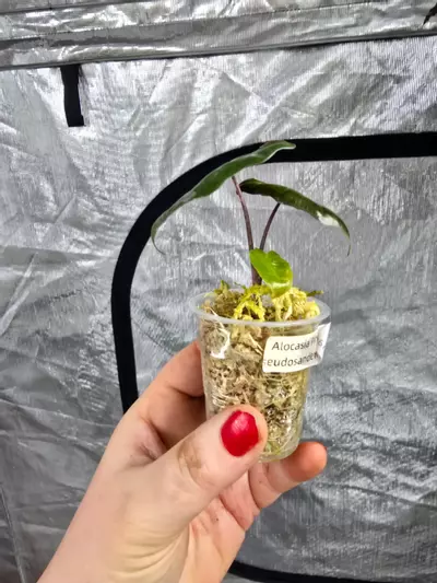 plant/Alocasia Pink Pseudosanderiana pup-2-thumbnail