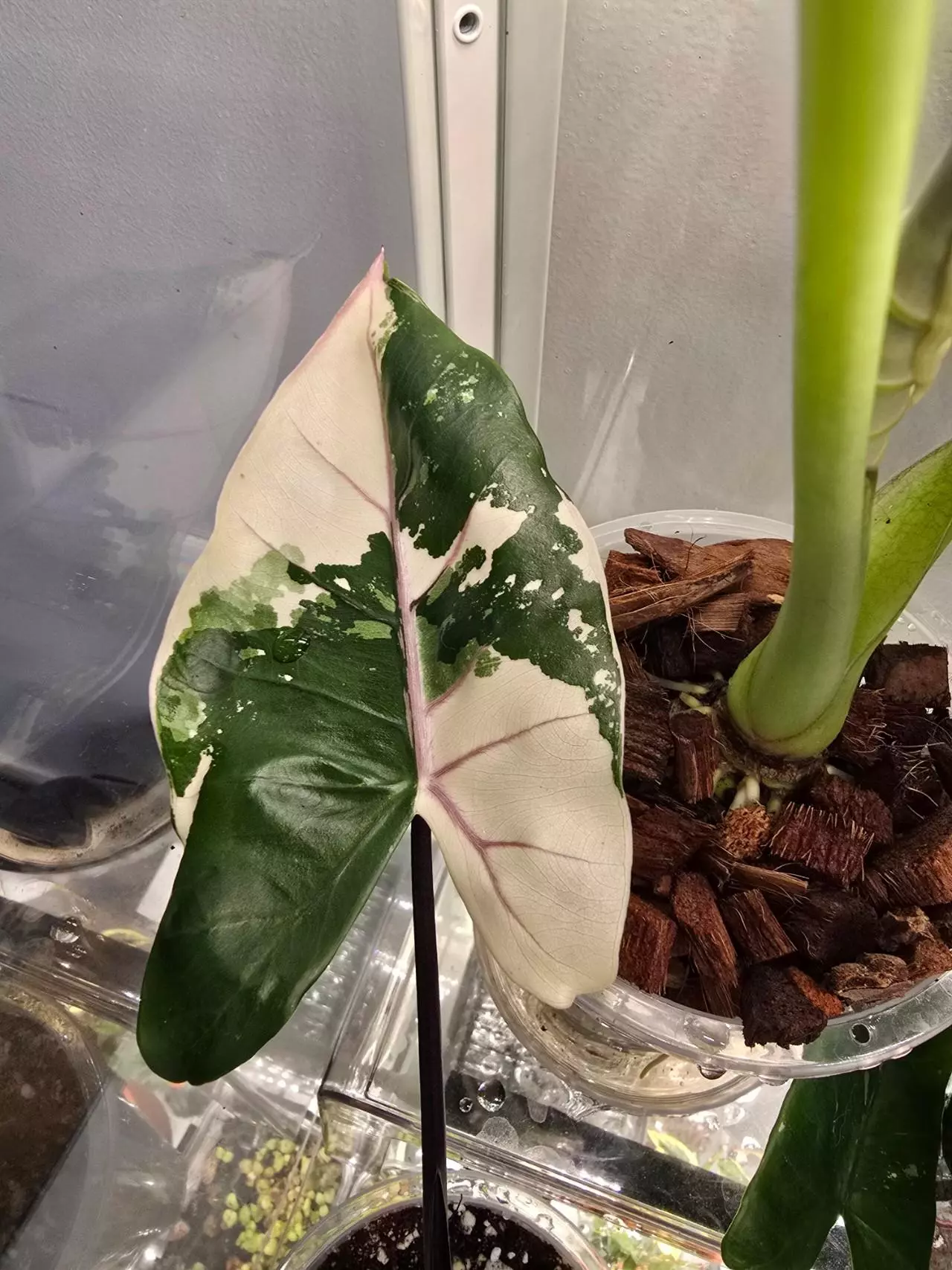 plant/Alocasia Black Stem Albo pup - high variegation-2