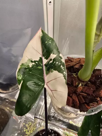 plant/Alocasia Black Stem Albo pup - high variegation-2-thumbnail