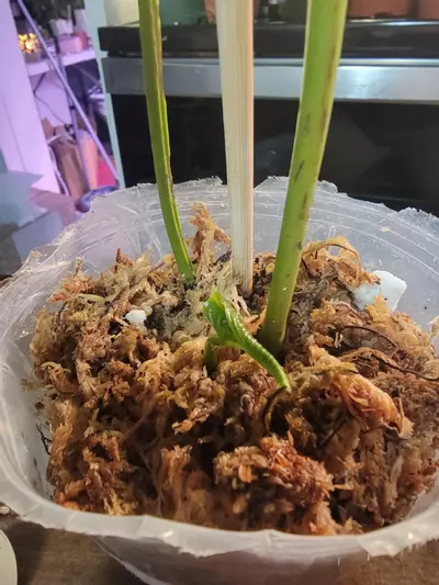 plant/Anthurium Noid-2-thumbnail