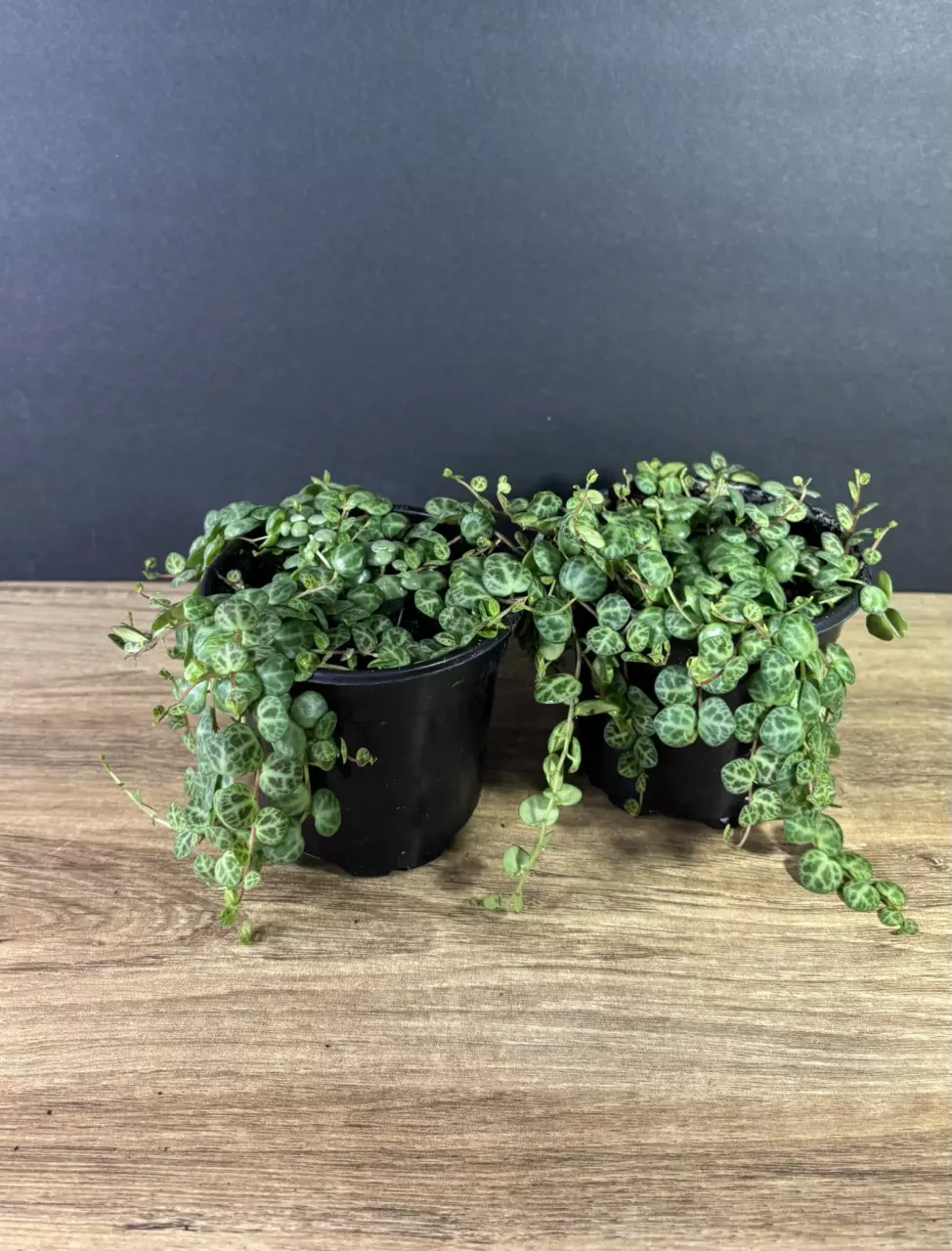 plant/String of Turtles 4”-1