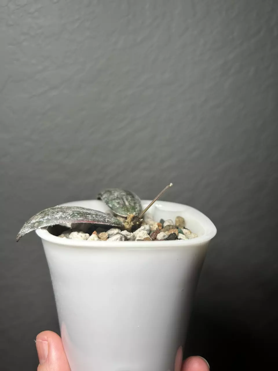 plant/Hoya Sigillatis round form-2