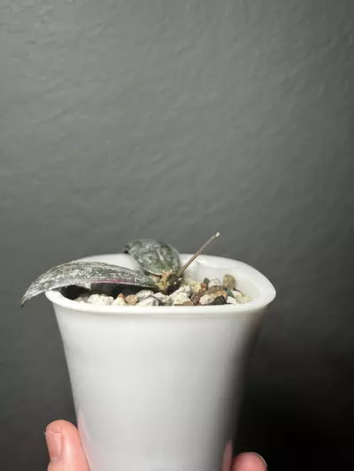 plant/Hoya Sigillatis round form-2-thumbnail