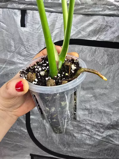 plant/Monstera Burle Marxe Flame-1-thumbnail