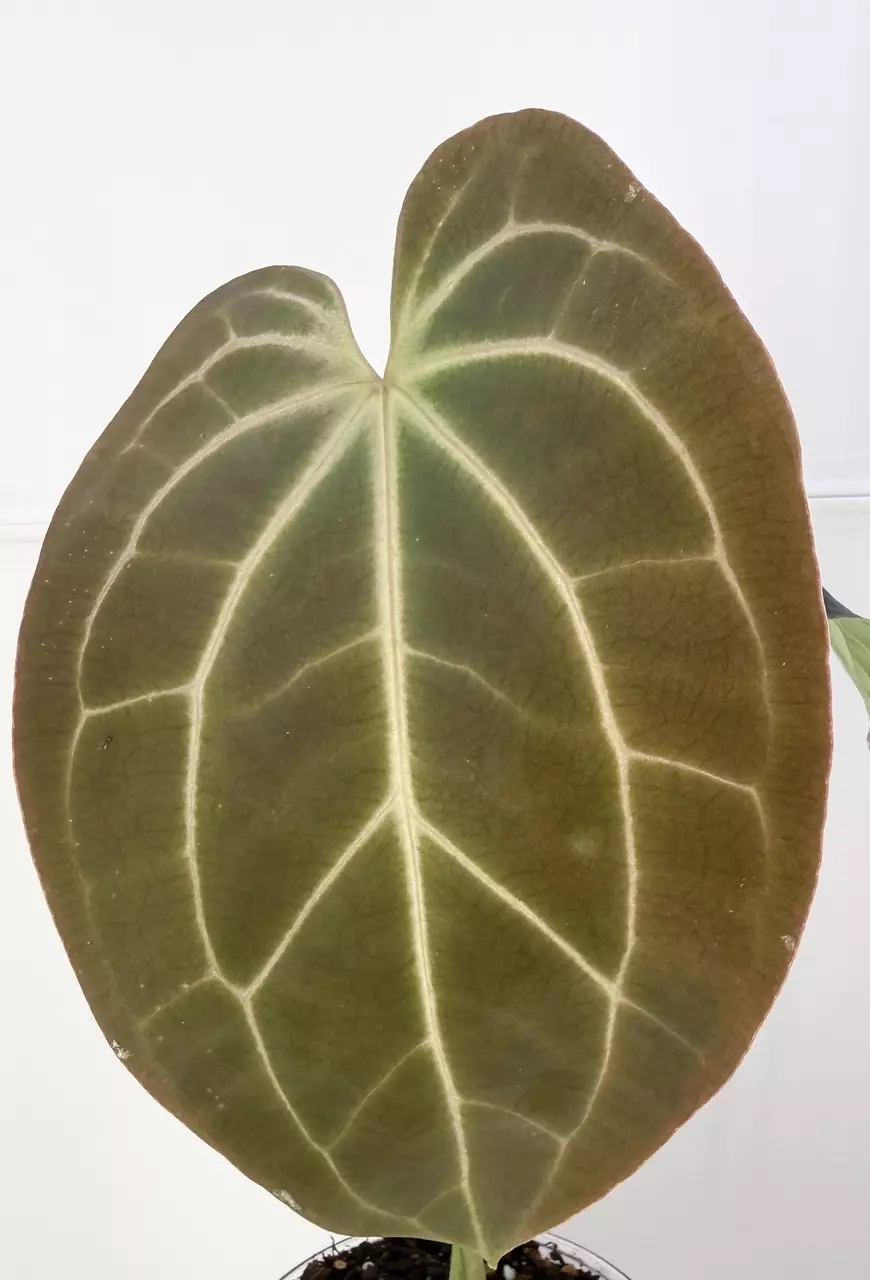 plant/XL Anthurium Besseae Aff. x Blue Velvet from Wildroots Ambient Acclimated-2