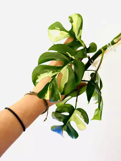 plant/Rhaphidophora tetrasperma variegata-2-thumbnail