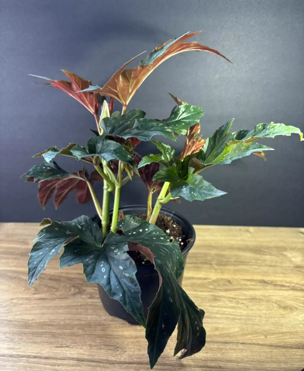 plant/Begonia Sophie Cecile 6”  2092-3