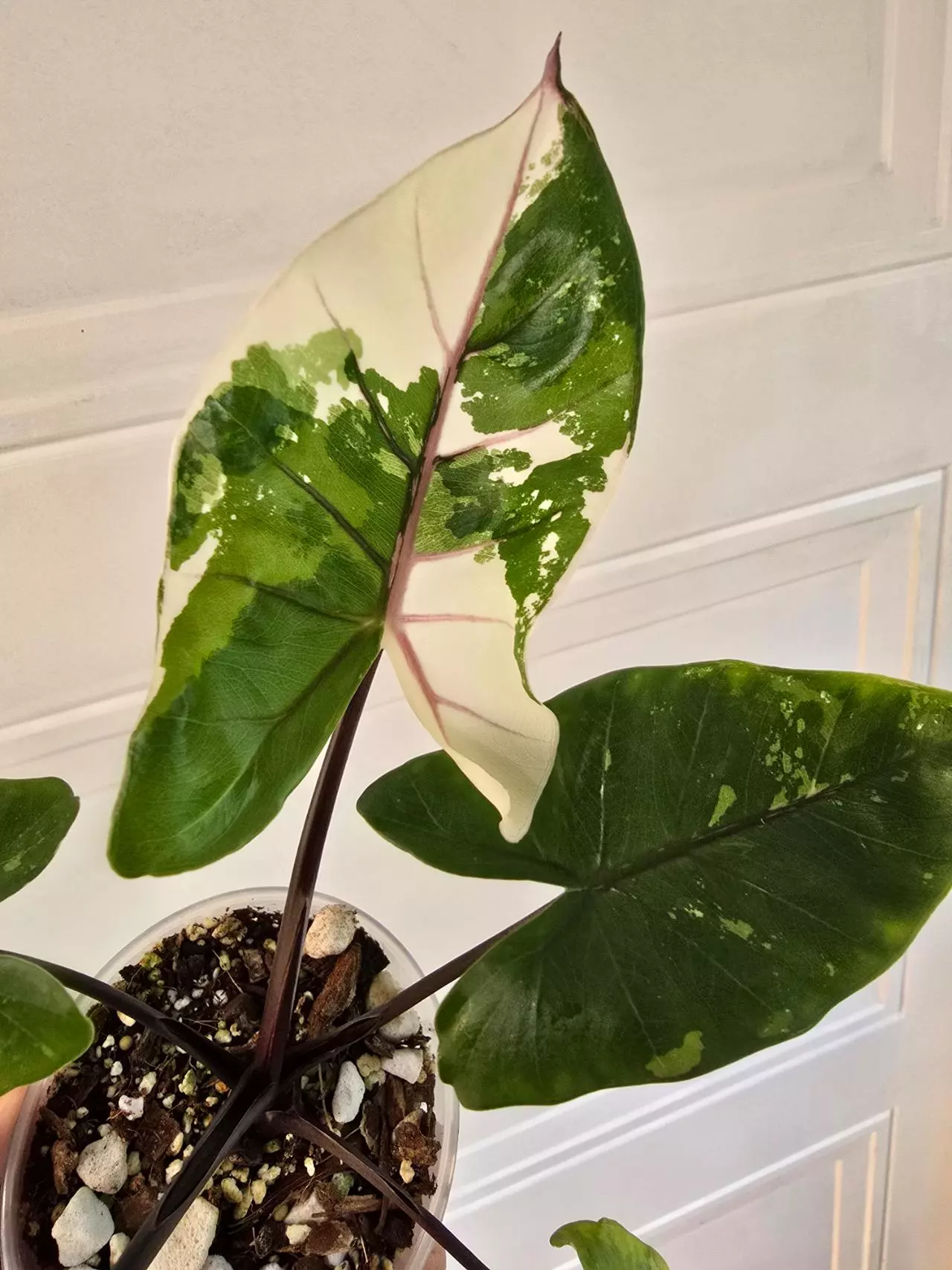 plant/Alocasia Black Stem Albo pup - high variegation-1