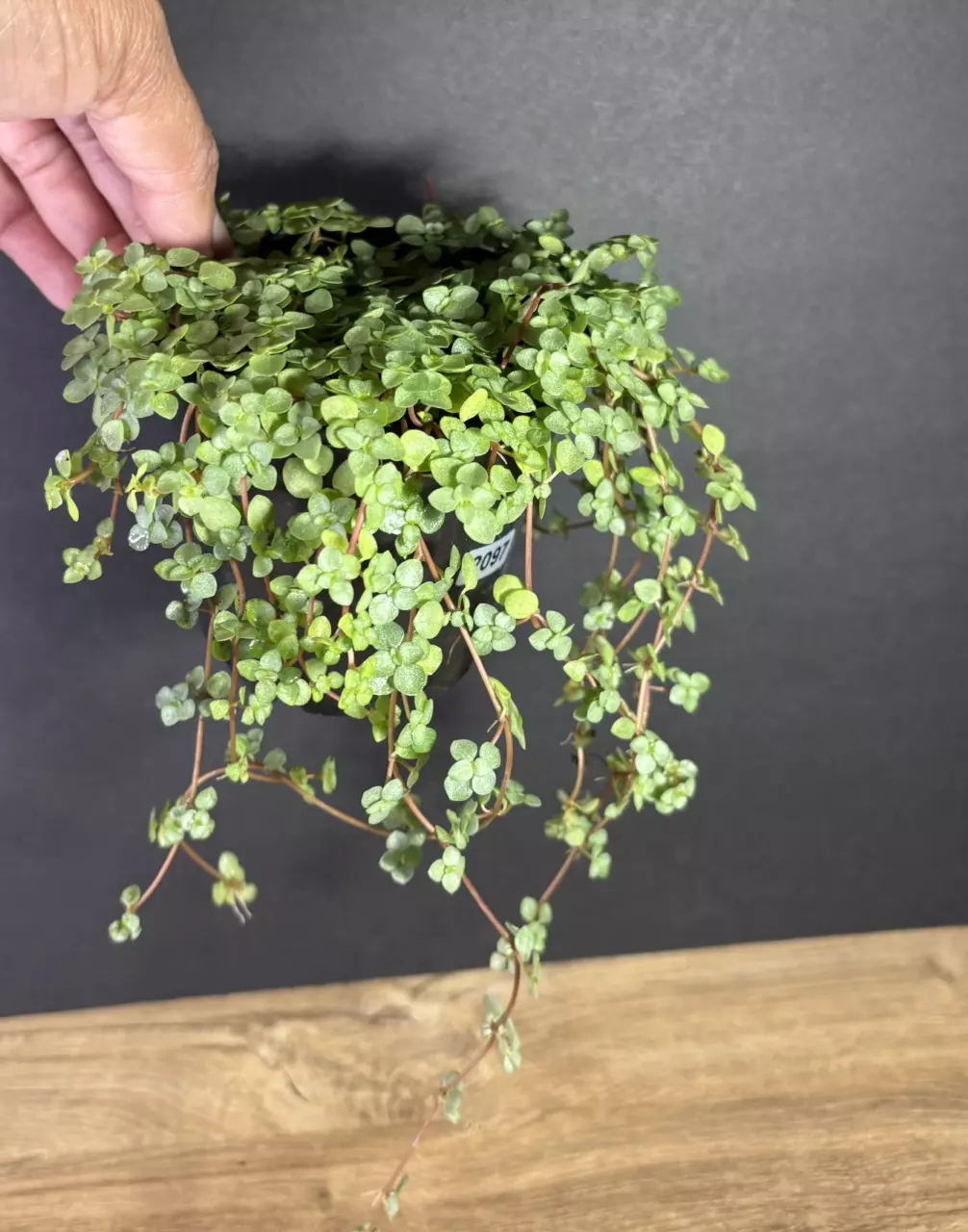 plant/Pilea Baby Tears Silver 4” 2097-1