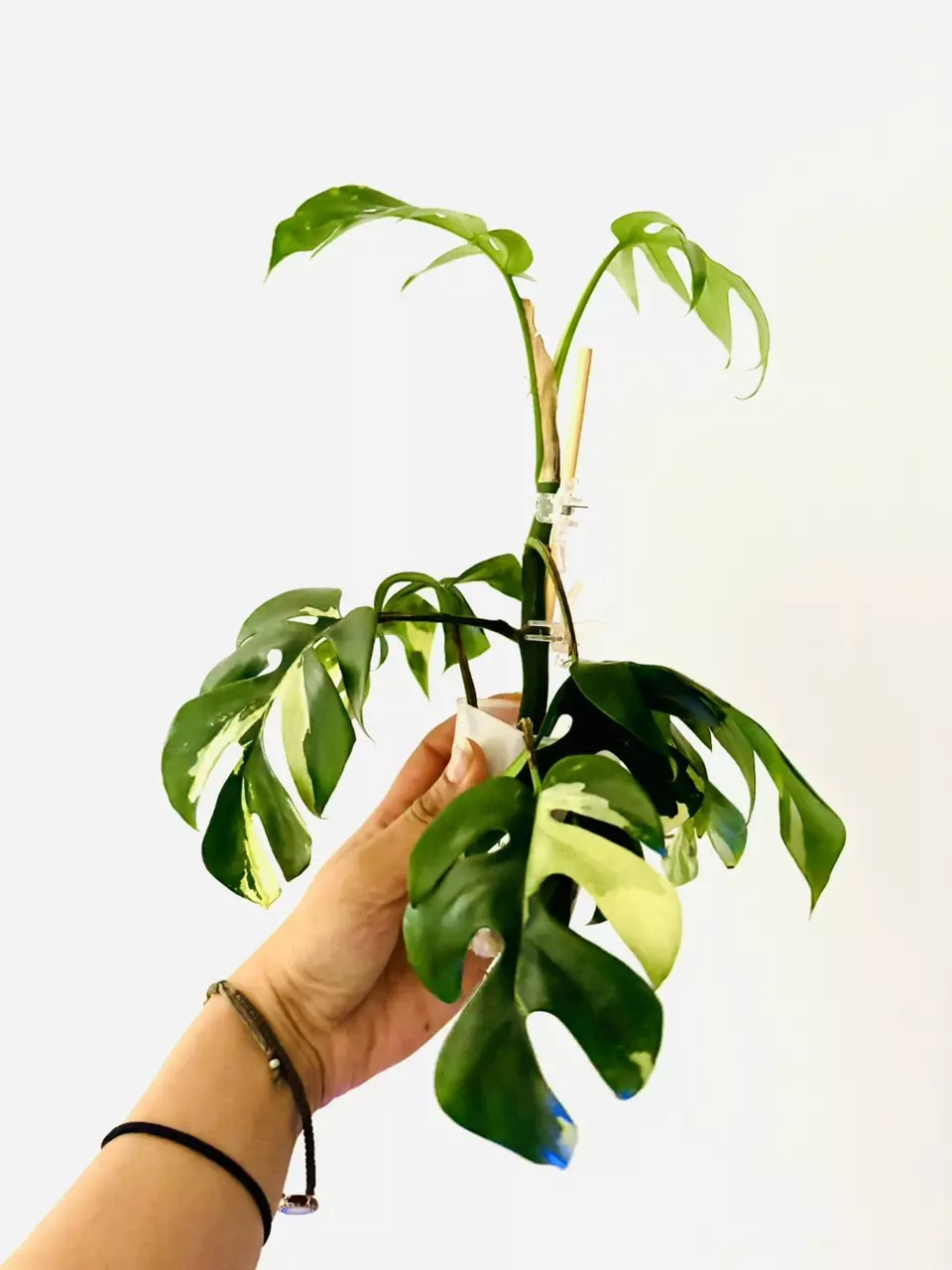 plant/Rhaphidophora tetrasperma variegata-1